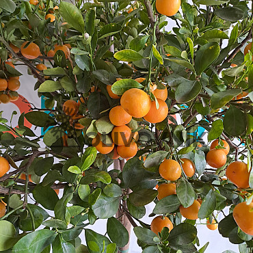 Citrus Limequat 15Lt / (140/160cm)