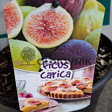 FICUS CARICA - Fík 7,5lt