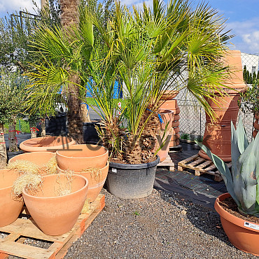 Chamaerops Humilis - Grupo - 3/7kmenu