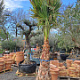 Washingtonia Robusta 220/240cm