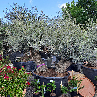 Olivovník Bonsaj - Olea Europaea Bonsai dvojkmen