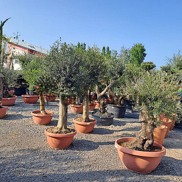 Olea Europaea Bonsai Joven T90 - 180/210cm