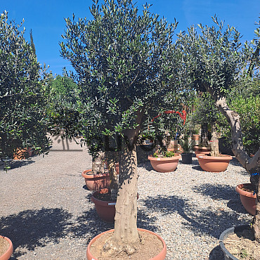 Olea Europaea Bonsai Joven T90 - 180/210cm