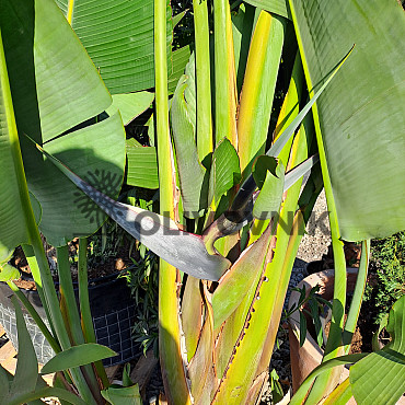 Strelitzia Augusta EXTRA 250/300cm / VYPRODÁNO