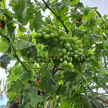 Réva - Vitis vinifera - Moscatel