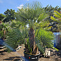 Chamaerops Humilis - Grupo