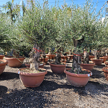 Olivovník - Olea Europaea Bonsai Q75/Q90