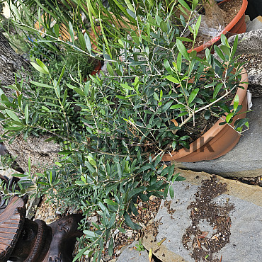 Olivovník - Olea Europaea Bonsai S