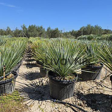 Yucca Rostrata 10L, 15L, 25L