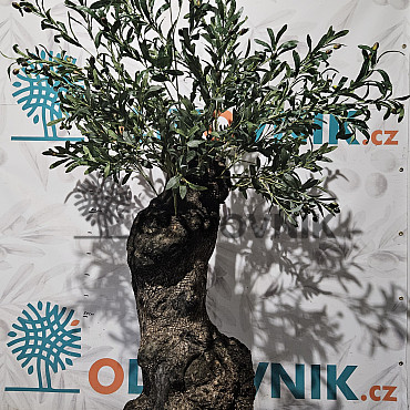 Olivovník Evropský - Bonsai / 160cm / umělá koruna + olivový kmen