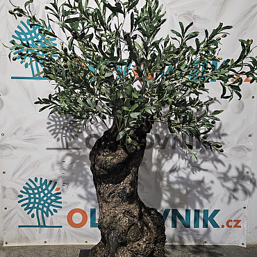 Olivovník Evropský - Bonsai / 160cm / umělá koruna + olivový kmen