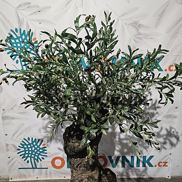 Olivovník Evropský - Bonsai / 160cm / umělá koruna + olivový kmen