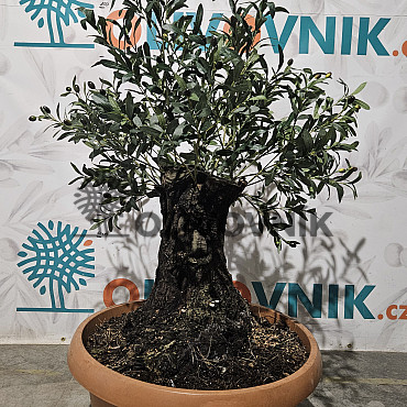 Olivovník Evropský - Bonsai / 140cm / umělá koruna + olivový kmen