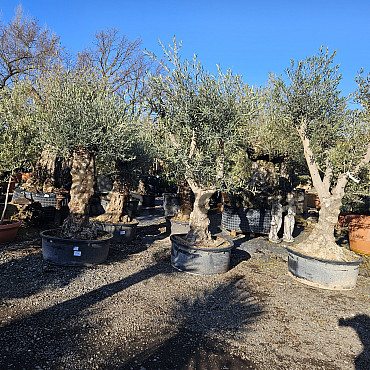 Olea Europaea Hojiblanca Low Pot / 200cm+