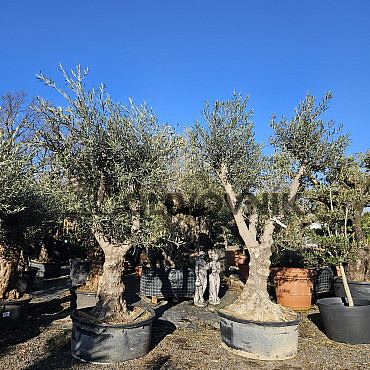 Olea Europaea Hojiblanca Low Pot / 200cm+