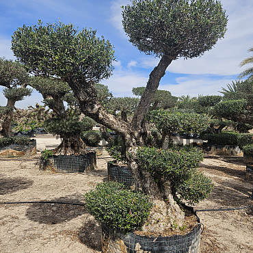 Olivovník Evropský - Bonsai Pon Pon Grande