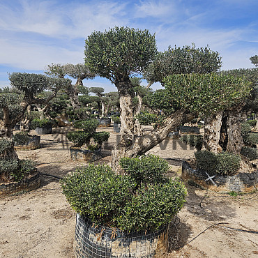 Olivovník Evropský - Bonsai Pon Pon Grande