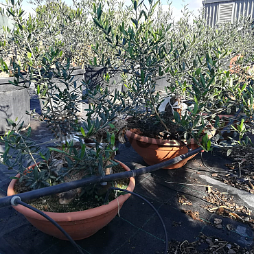 Olivovník - Olea Europaea Bonsai S