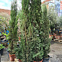 Cypřiš stálezelený - Cupressus Sempervirens Stricta - Totem EXTRA