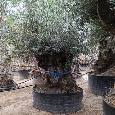 Olivovník Evropský - Bonsai 160/180cm