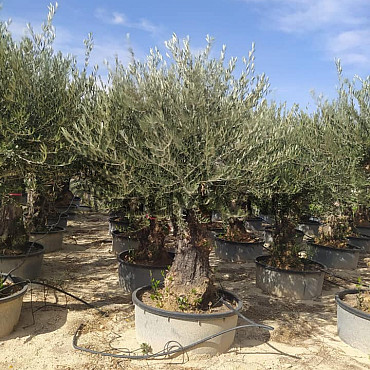 Olea Europaea Bonsai 70/90 old skin flat pot