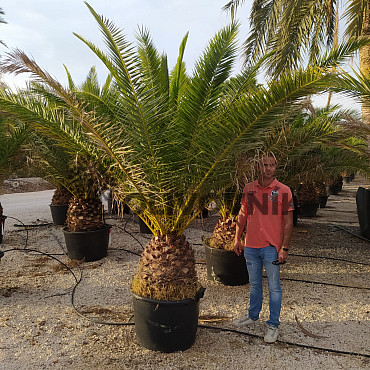 PHOENIX CANARIENSIS 50/60 kmen