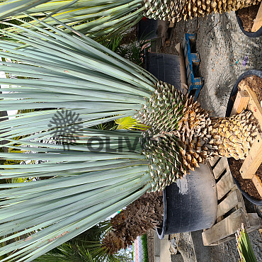 Yucca Rigida 30cm kmen, mrazuvzodrná do -15C