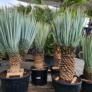 Yucca Rigida 30cm kmen, mrazuvzodrná do -15C