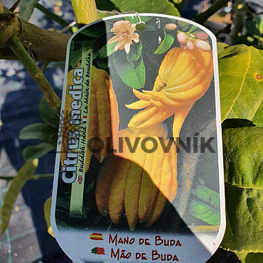 Citrus Budhova ruka - velikost 120 - 140cm / VYPRODÁNO