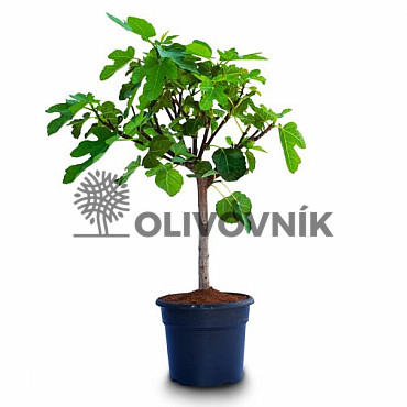 FICUS CARICA - Fíkovník