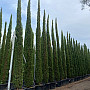 Cypřiš stálezelený - Cupressus Sempervirens Stricta - Totem EXTRA