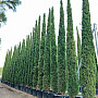 Cypřiš stálezelený - Cupressus Sempervirens Stricta - Totem EXTRA