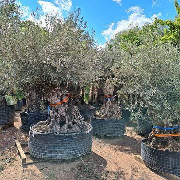 Olivovník Bonsaj - Olea Europaea Bonsai