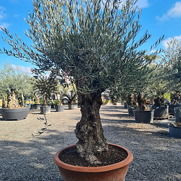 Olivovník - Olea Europaea Bonsai Q75/Q90