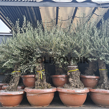 Olivovník - Olea Europaea Bonsai Q75/Q90