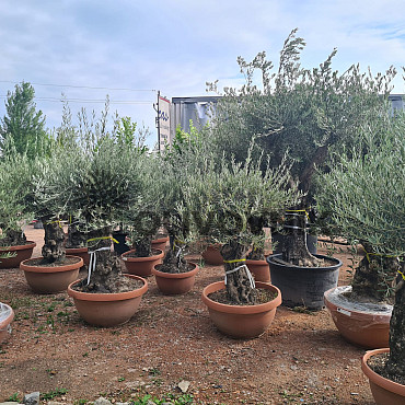 Olivovník - Olea Europaea Bonsai Q75/Q90