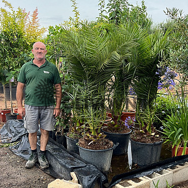 PHOENIX CANARIENSIS 180/220cm