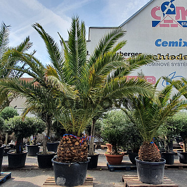 PHOENIX CANARIENSIS 50/60 kmen