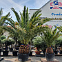 PHOENIX CANARIENSIS 60/80 kmen