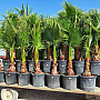 Washingtonia Robusta 160/180cm_ 70lt