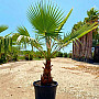 Washingtonia Robusta 220/240cm